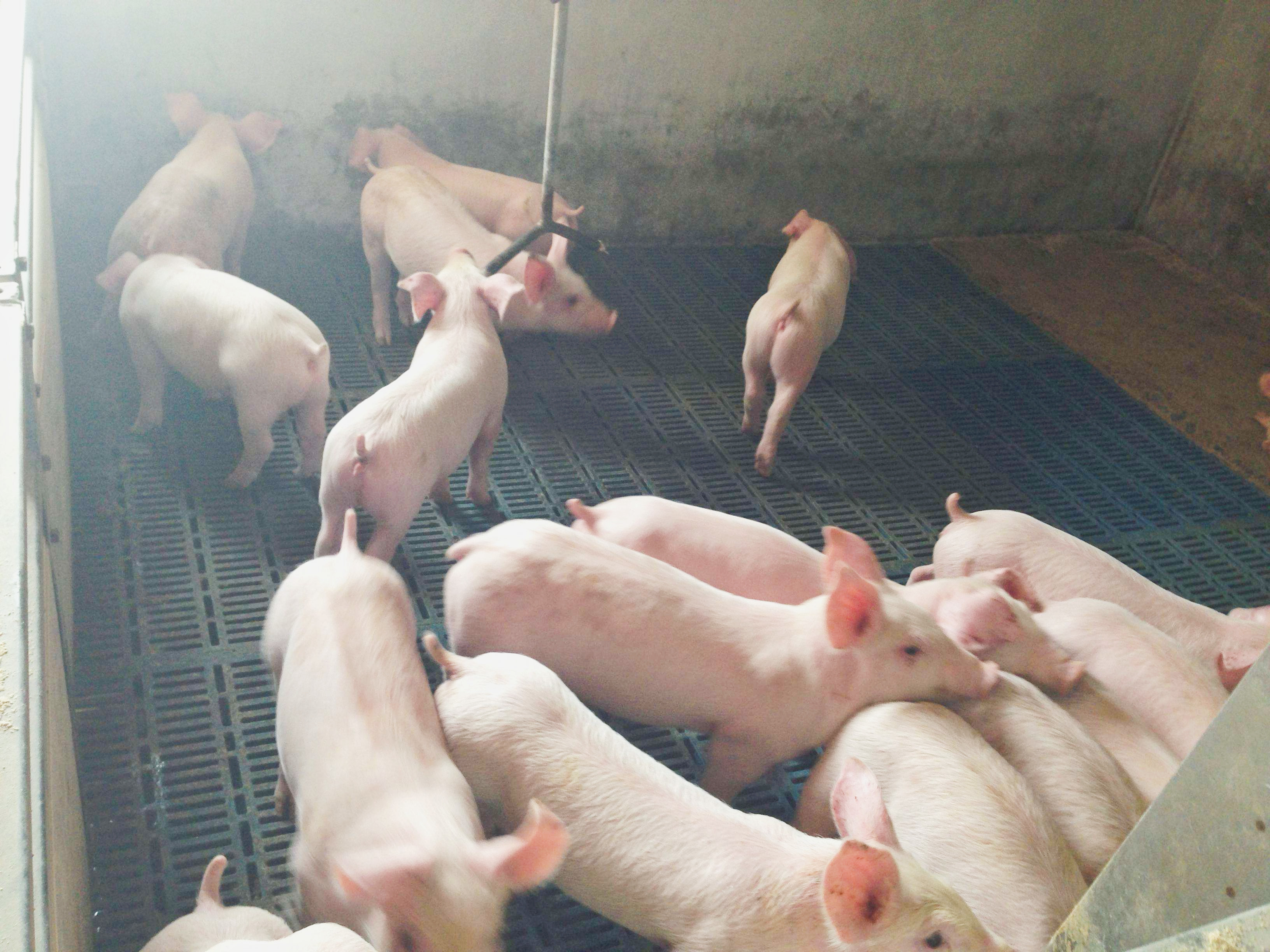 最新の会社の事例について コロンビアの1500の引き離す養豚場