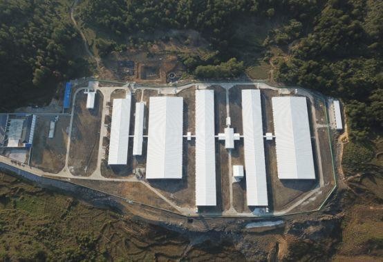 最新の会社の事例について 500匹の雌豚はフィリピンで耕作する