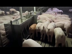 ブタのための農業のステンレス鋼の自動送り装置は反錆を必要以上にとる