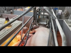 熱いすくいの電流を通された鋼鉄ブタの生む木枠のおりの養豚場